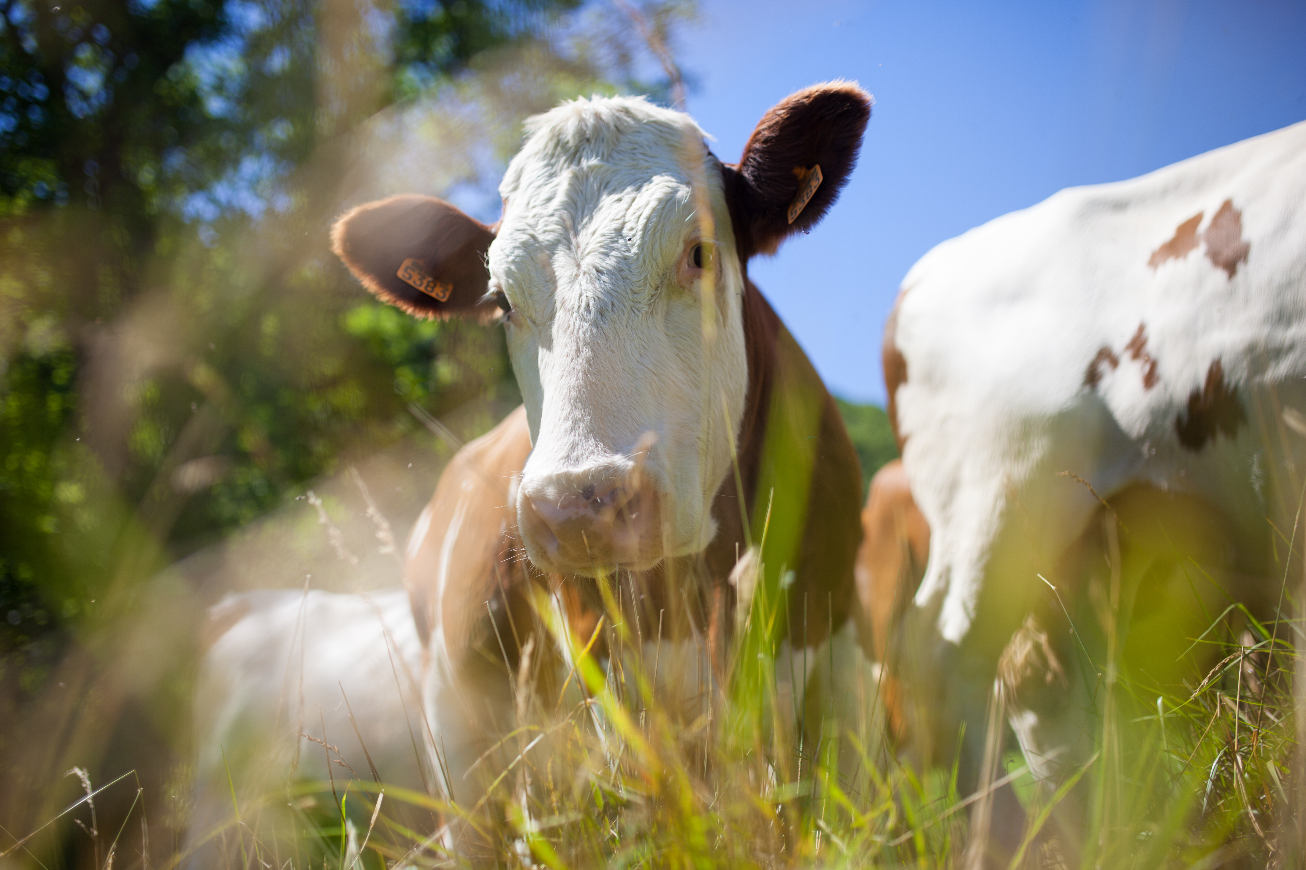 Afgræsning og ventetid på bluetongue vaccine
