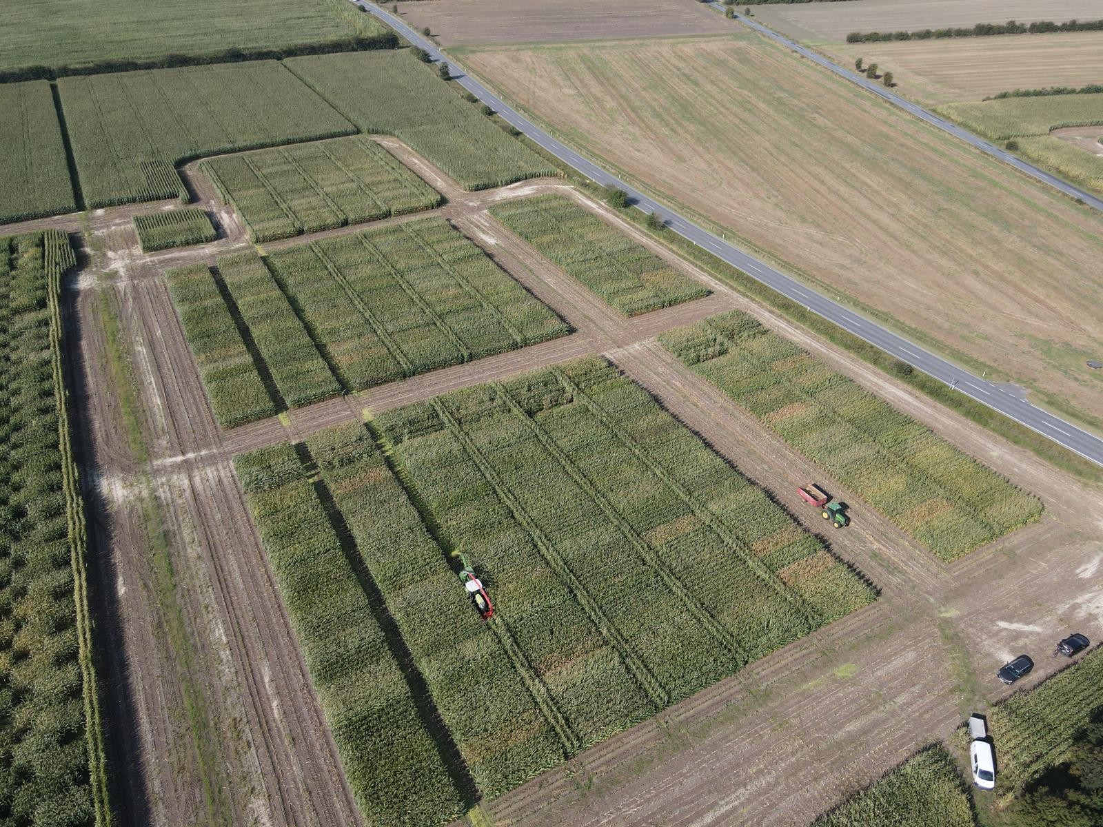 Sortsvalg i majs til den nye sæson