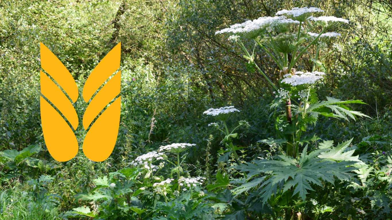 Bekæmpelse af kæmpebjørneklo