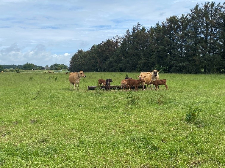 Planteavlskonsulent Johanna Højgaard på studietur sammen med DLBR Dansk Økologi